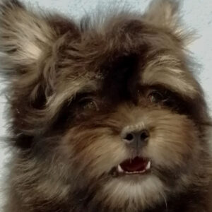 ミックス犬