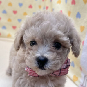 ミックス犬
