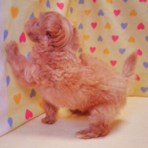 ミックス犬 - 画像 (3)