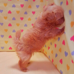 ミックス犬 - 画像 (4)