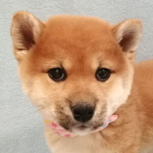 柴