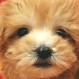 ミックス犬