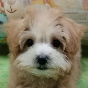 ミックス犬