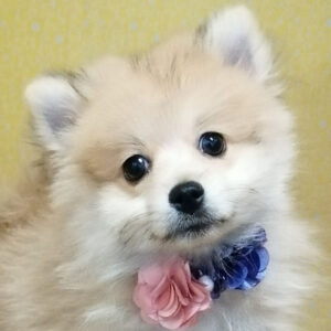 ポメラニアン