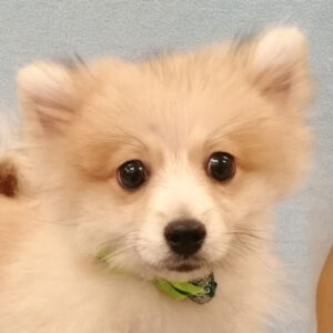 ポメラニアン