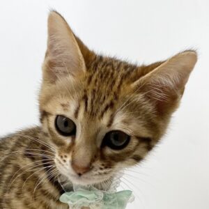 ミックス猫