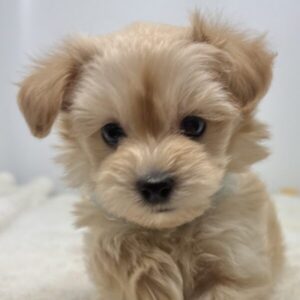 ミックス犬
