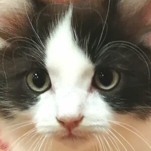 ミックス猫