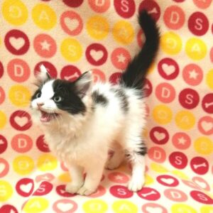 ミックス猫 - 画像 (4)