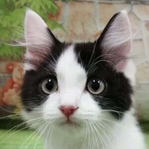 ミックス猫