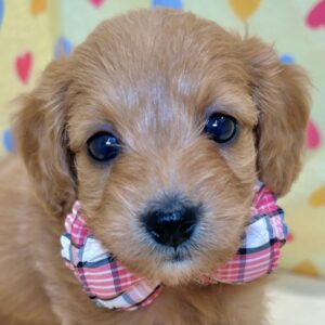 ミックス犬