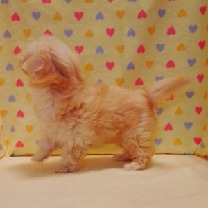 ミックス犬 - 画像 (3)