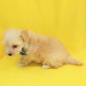 ミックス犬 - 画像 (4)