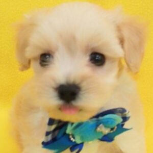 ミックス犬