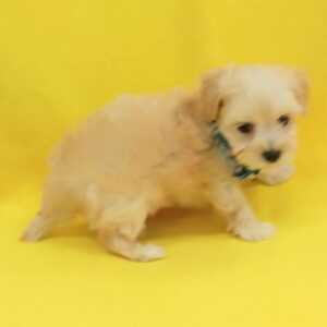 ミックス犬 - 画像 (5)