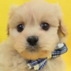 ミックス犬
