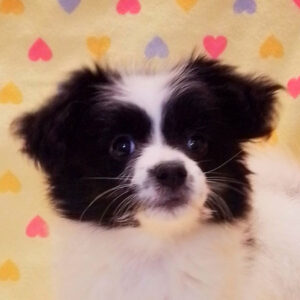 ミックス犬