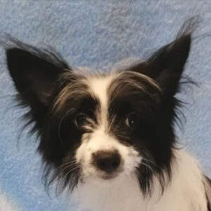 ミックス犬