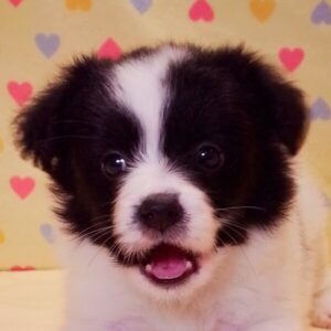 ミックス犬