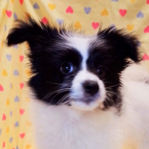 ミックス犬