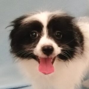 ミックス犬