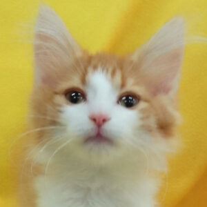 ノルウェージャン・フォレスト・キャット