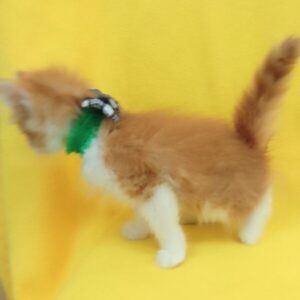 ノルウェージャン・フォレスト・キャット - 画像 (4)