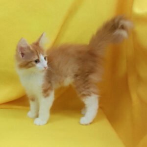 ノルウェージャン・フォレスト・キャット - 画像 (3)