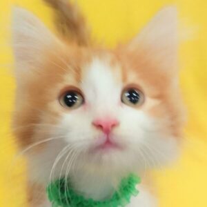 ノルウェージャン・フォレスト・キャット
