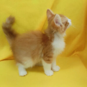 ノルウェージャン・フォレスト・キャット - 画像 (5)