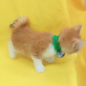ノルウェージャン・フォレスト・キャット - 画像 (5)
