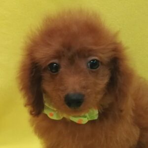 ミックス犬