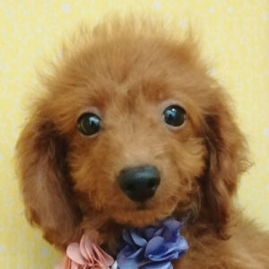 ミックス犬