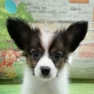 ミックス犬