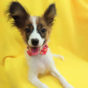 Alternative view of ミックス犬