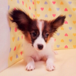 Alternative view of ミックス犬