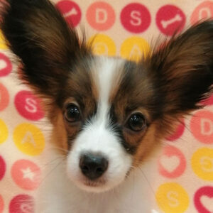 ミックス犬