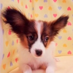 ミックス犬