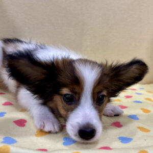 ミックス犬