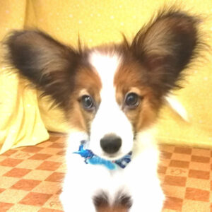 ミックス犬