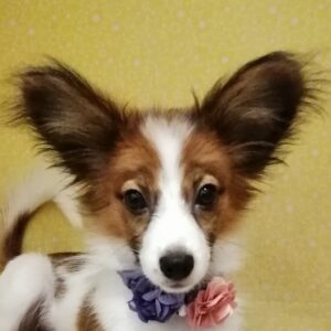 ミックス犬