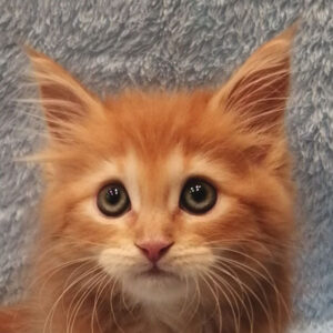 メイン・クーン・キャット