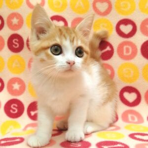 マンチカン - 画像 (3)