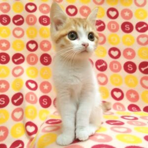 マンチカン - 画像 (2)