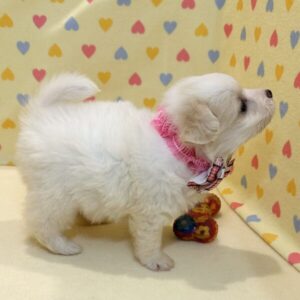 ミックス犬 - 画像 (5)