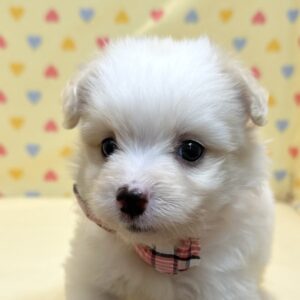 ミックス犬
