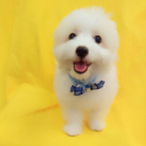 Alternative view of ミックス犬