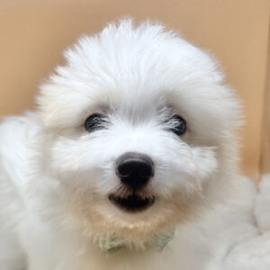 ミックス犬