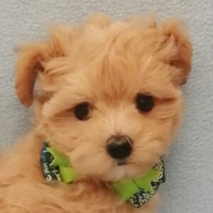 ミックス犬