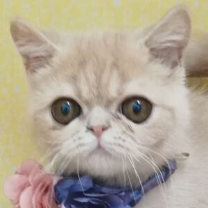 エキゾチック